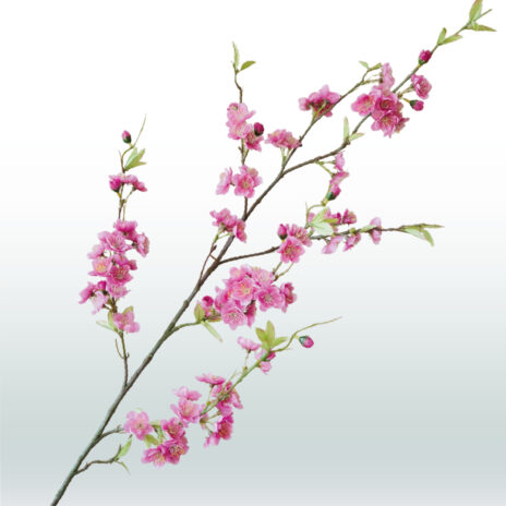 Perzik bloesemtak 120cm