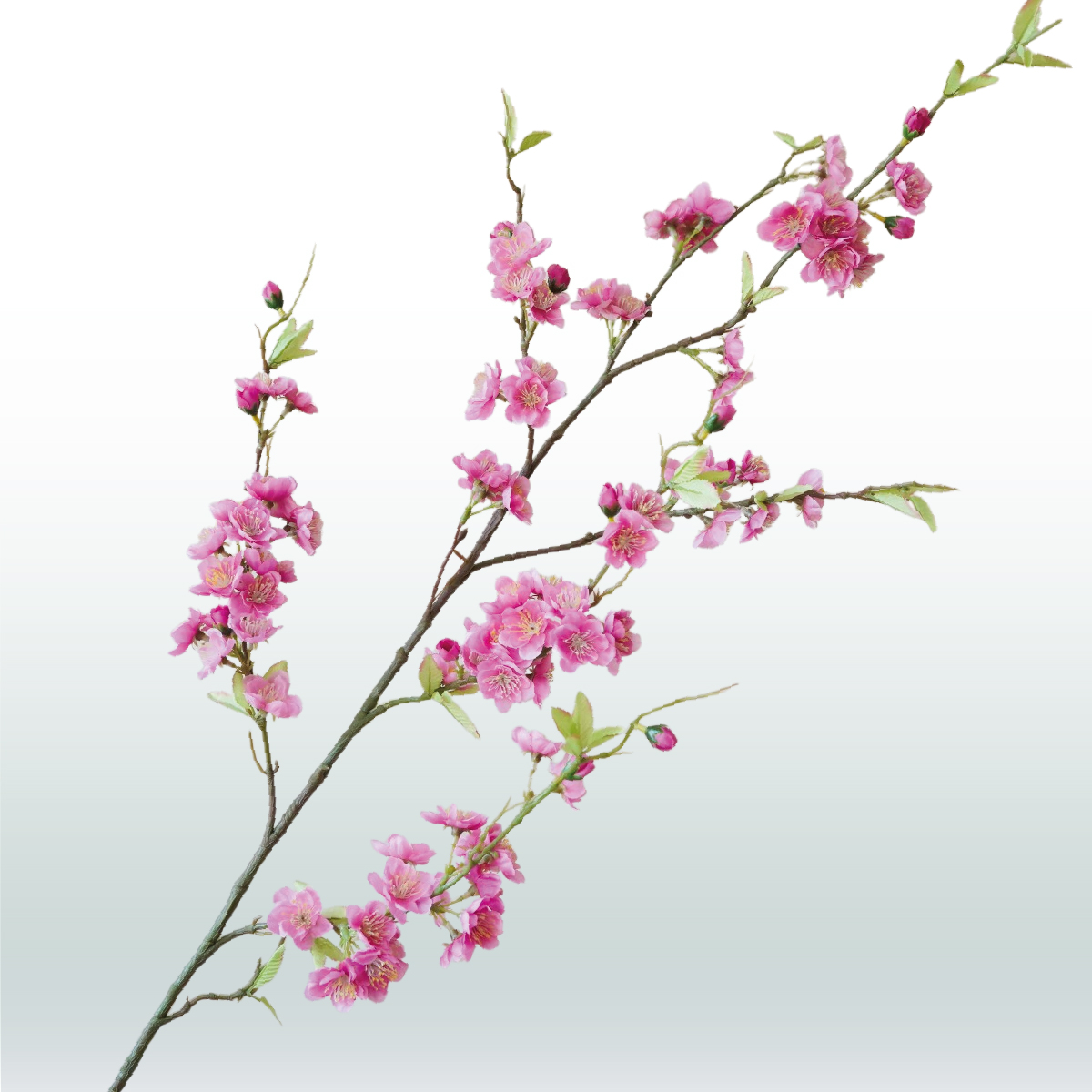 Perzik bloesemtak 120cm