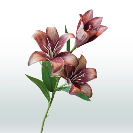 Kleine Lelie 70cm - Bruin