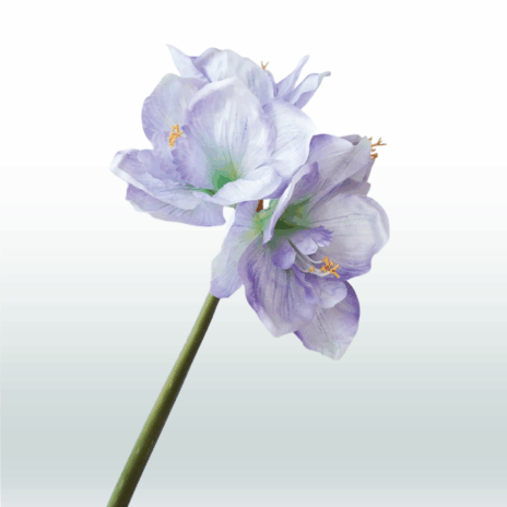 Amarylis 67cm - Paars (donker)