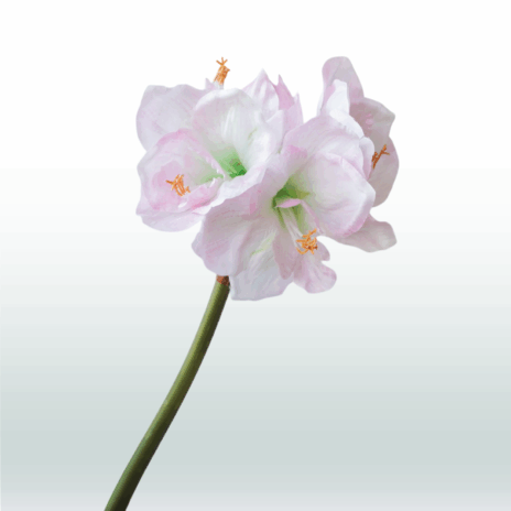 Amarylis 67cm - Paars (licht)