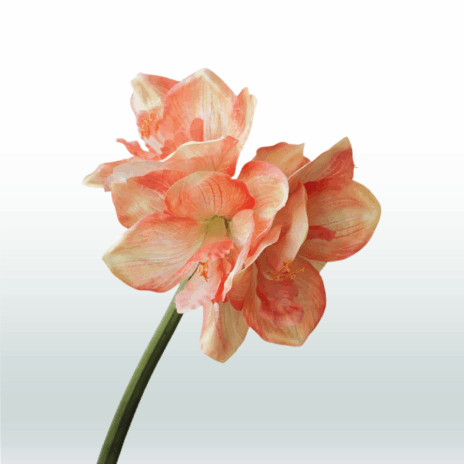 Amarylis 67cm - Oranje