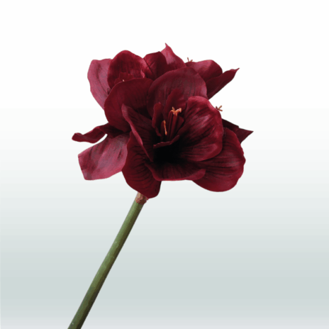 Amarylis 67cm - Rood (donker)