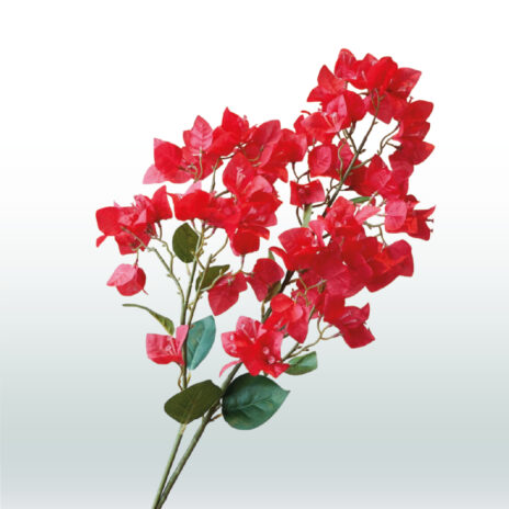 Bougainvillea 98cm - Rood
