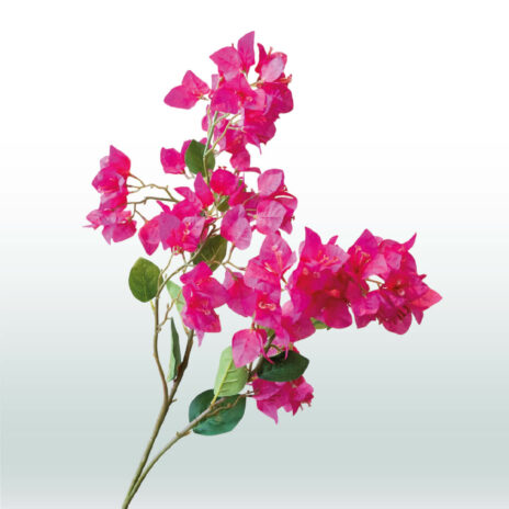 Bougainvillea 98cm