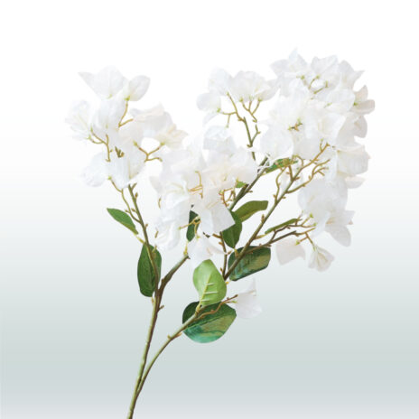 Bougainvillea 98cm - Wit