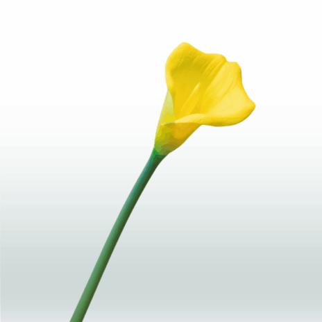 Aronskelk / Calla 80cm - Geel