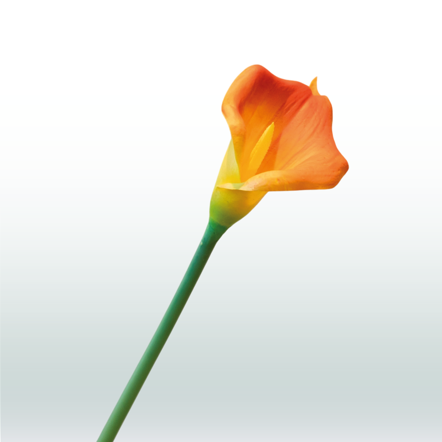 Aronskelk / Calla 80cm