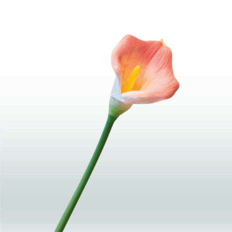 Aronskelk / Calla 80cm - Roze (licht)