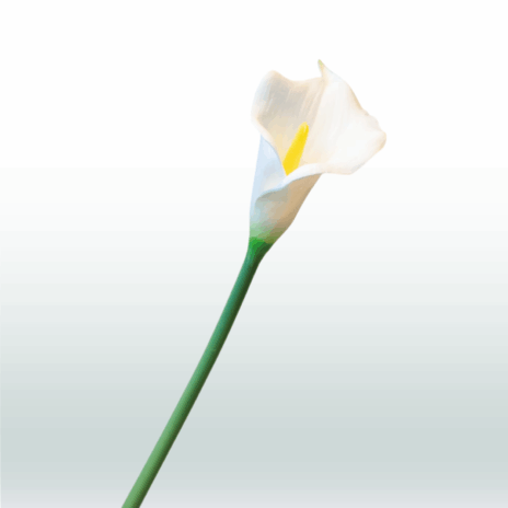 Aronskelk / Calla 80cm - Wit