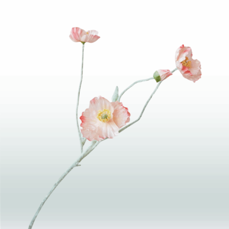 Klaproos 57cm - Roze (licht)