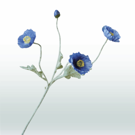 Klaproos 57cm - Blauw (donker)