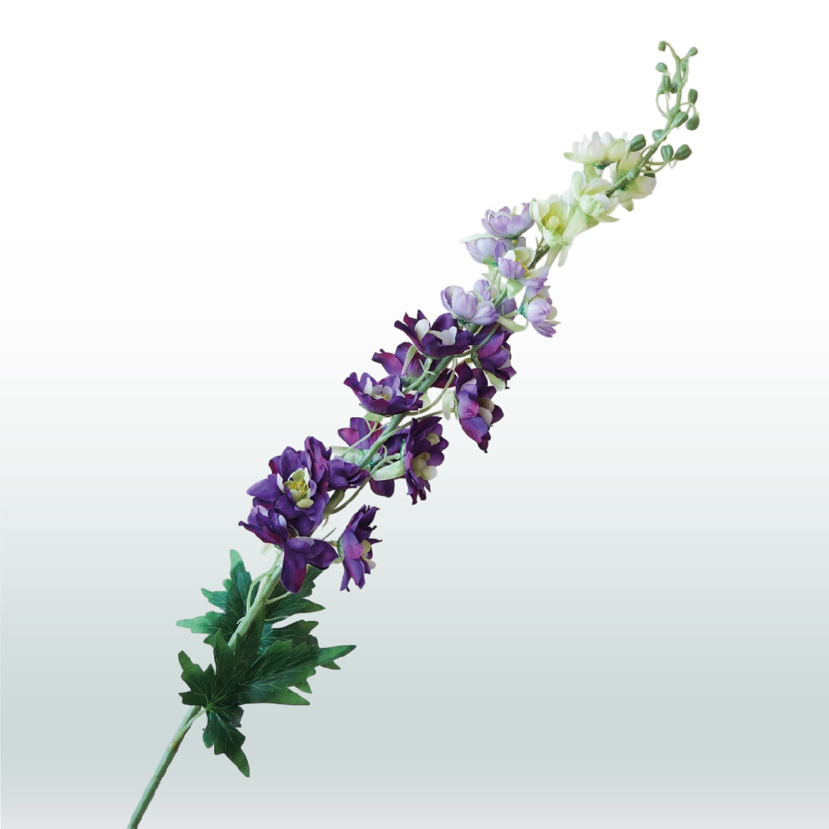 Ridderspoor Delphinium 106cm