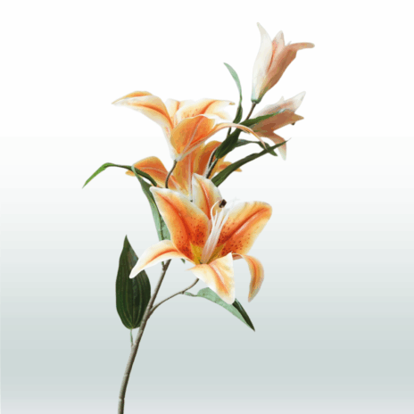 Tijgerlelie 98cm - Oranje