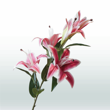 Tijgerlelie 98cm - Roze (donker)