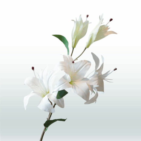 Tijgerlelie 98cm - Wit