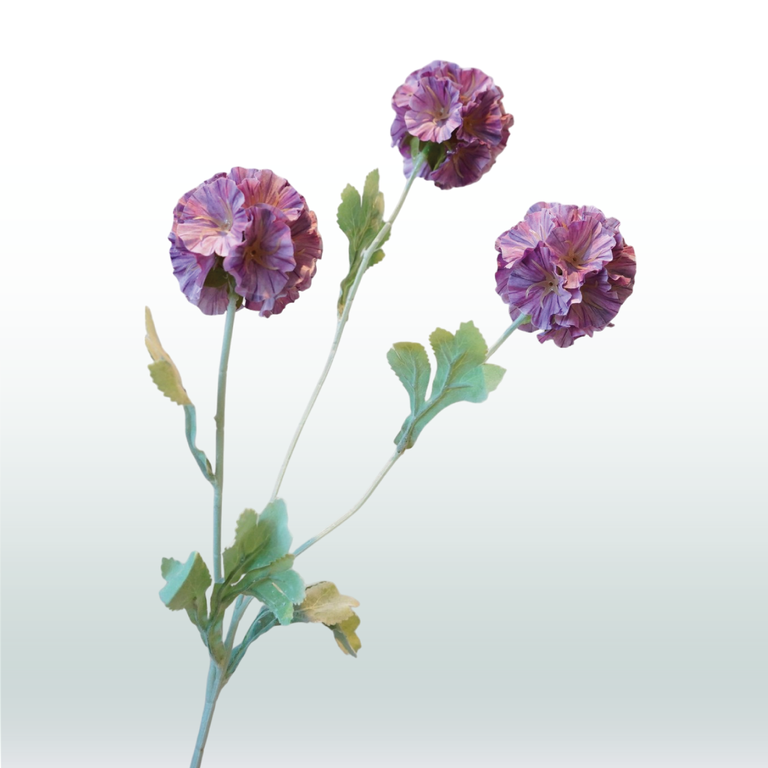 Scabiosa 68cm