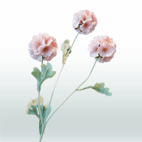 Scabiosa 68cm - Roze (licht)