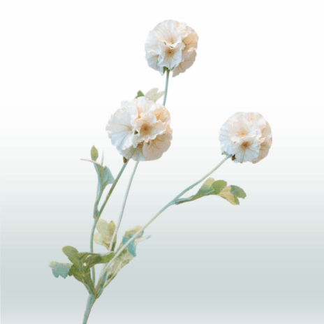 Scabiosa 68cm - Wit