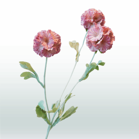 Scabiosa 68cm - Roze (donker)