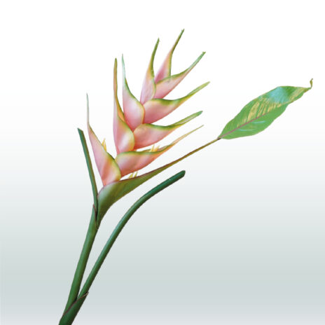 Helconica 80cm - Roze (licht)