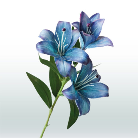 Kleine Lelie 70cm - Blauw