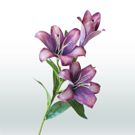 Kleine Lelie 70cm - Paars (donker)