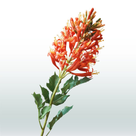 Kniphofia 82cm - Rood