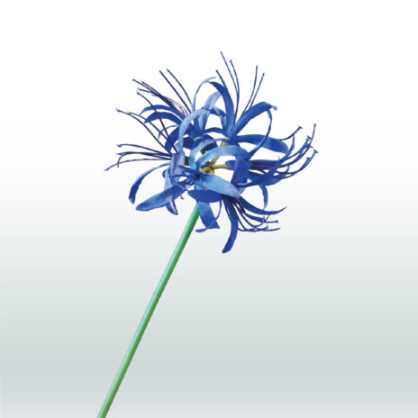 Nerine 70cm - Blauw