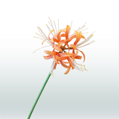 Nerine 70cm - Oranje