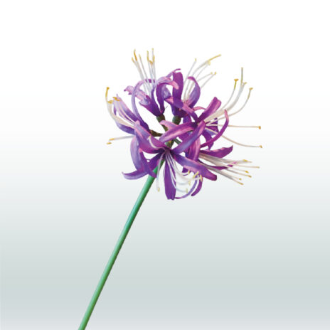 Nerine 70cm - Paars (donker)