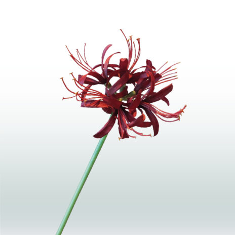 Nerine 70cm - Rood