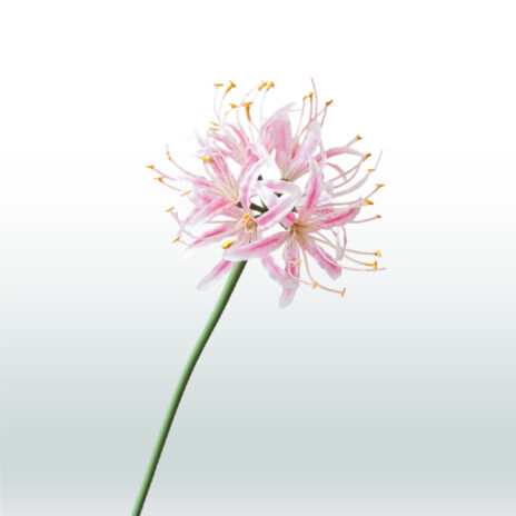 Nerine 70cm - Roze (donker)