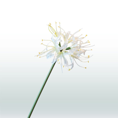 Nerine 70cm - Wit