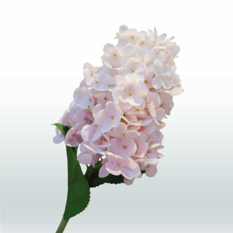 Hortensia Pluim 70cm - Roze (licht)