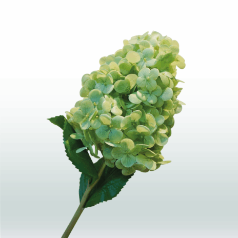 Hortensia Pluim 70cm - Groen