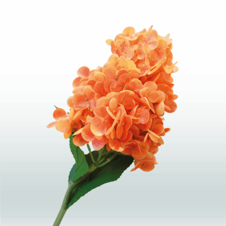 Hortensia Pluim 70cm - Oranje