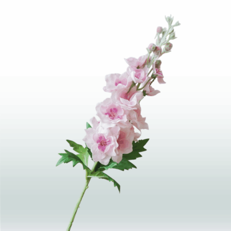 Ridderspoor 80cm - Roze (licht)