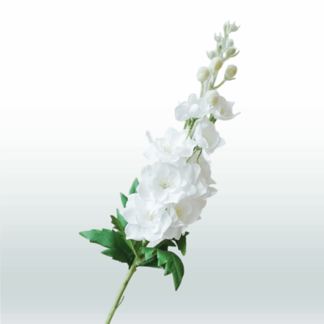 Ridderspoor 80cm - Wit