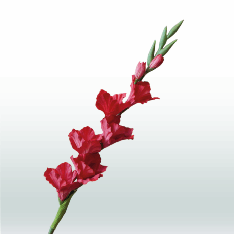 Gladiool 82cm - Rood