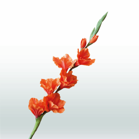 Gladiool 82cm - Oranje