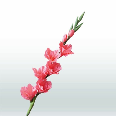 Gladiool 82cm - Roze