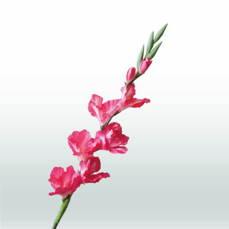 Gladiool 82cm - Roze (donker)