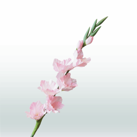 Gladiool 82cm - Roze (licht)