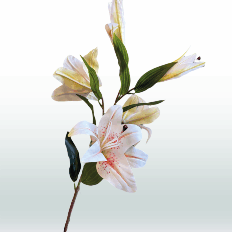 Tijgerlelie 98cm - Wit-roze