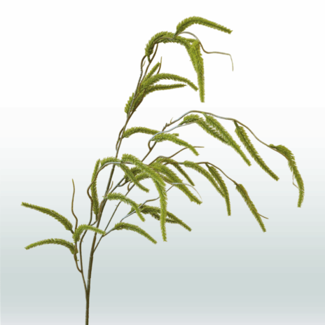 Amaranthus hangtak 114cm