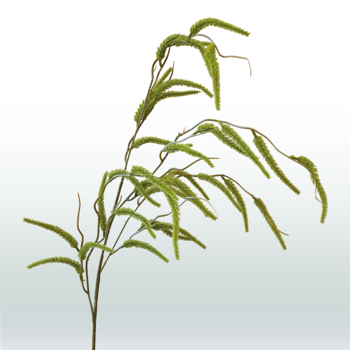 Amaranthus hangtak 114cm